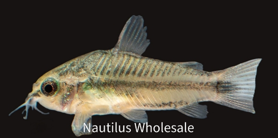 Picture of CORY: PYGMY