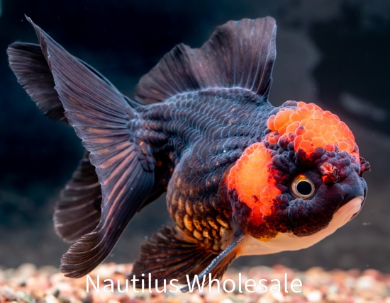 Picture of ORANDA: RED/BLACK 4.5"