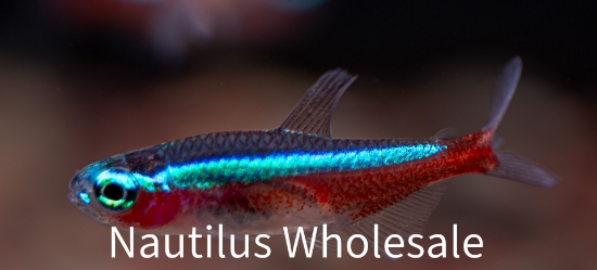 Picture of TETRA: CARDINAL MD/LG (TR)