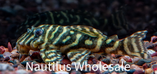 Picture of PLECO: COLOMBIAN ZEBRA L-129