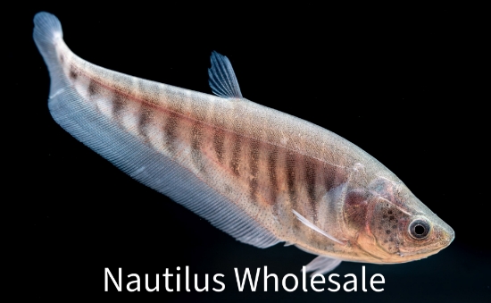 Picture of KNIFE: CLOWN 3"