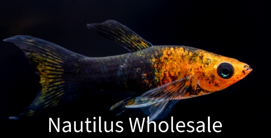 Picture of MOLLY: GOLD PANDA L/T