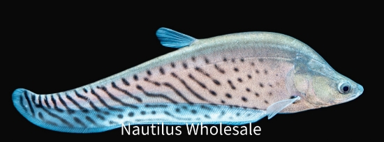 Picture of KNIFE: ROYAL CLOWN 8"