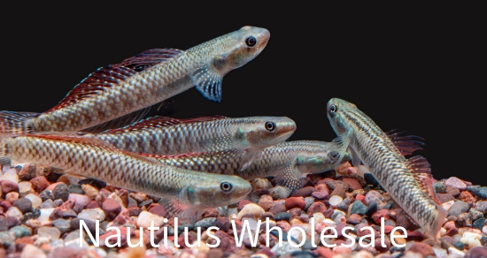 Picture of MISC: GOBY RAINBOW 