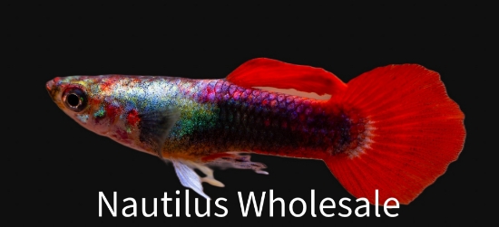 Picture of GUPPY: FLAMINGO MALE