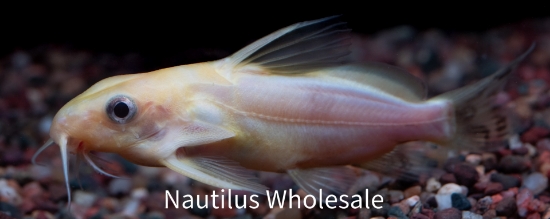 Picture of CAT: SYNO NIGRITA GOLD 2"