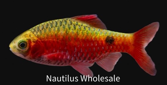 Picture of BARB: NEON ROSEY GOLD (IMPORT)