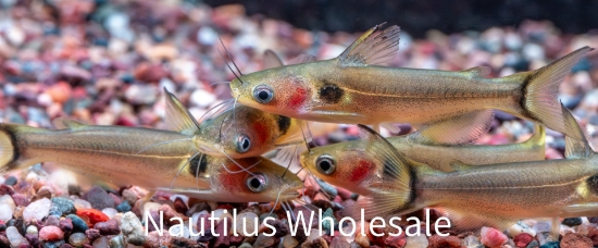 Picture of CAT: BURMESE SUN