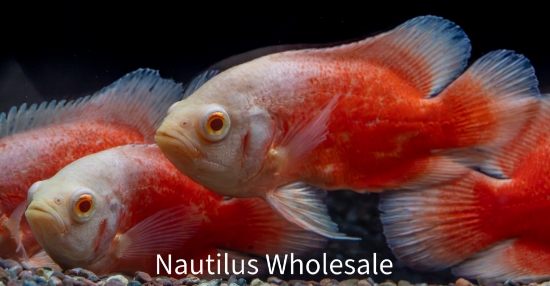 Picture of OSCAR: CHILI RED MD