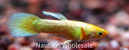 Picture of GUPPY: DUMBO EAR WHITE MALE 