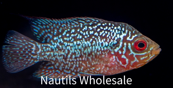 Picture of CICHLID: FLOWER HORN REG