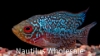 Picture of CICHLID: FLOWER HORN REG
