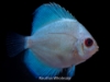 Picture of DISCUS: BLUE DIAMOND 2.5" (SING)