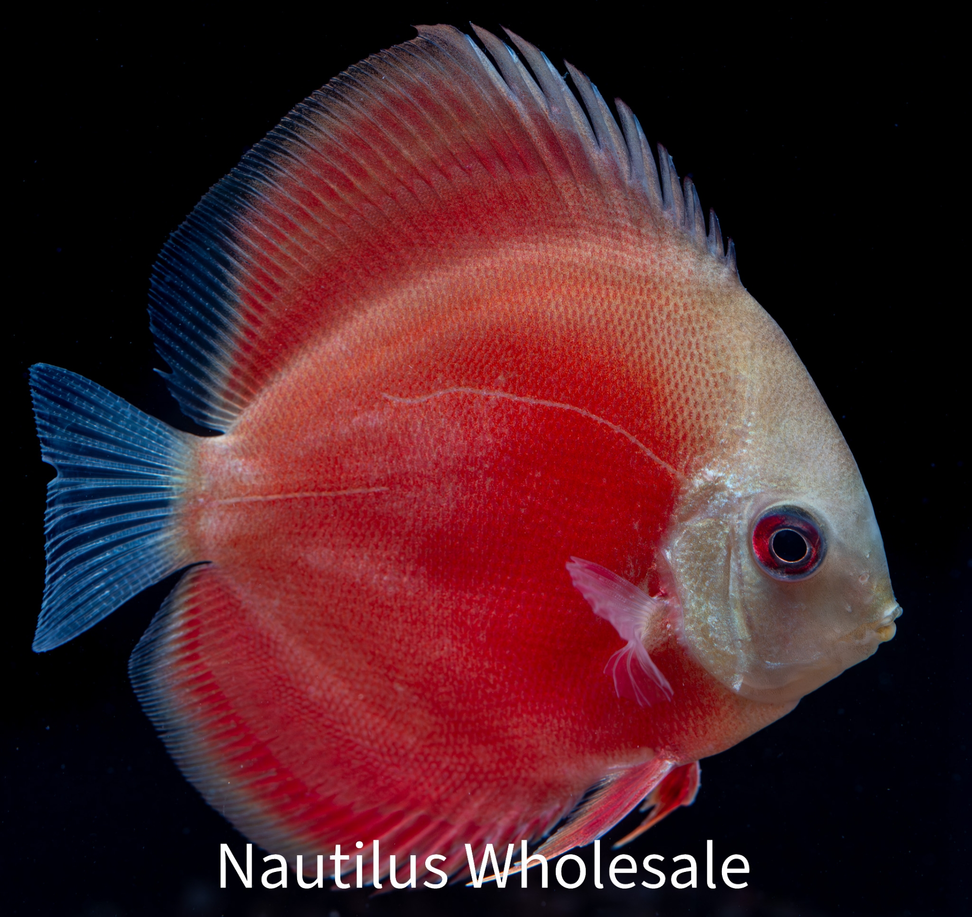 Nautilus Wholesale. DISCUS: ASST 2.5-3