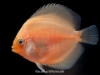 Picture of DISCUS: ASST 2.5-3" (SINGAPORE)