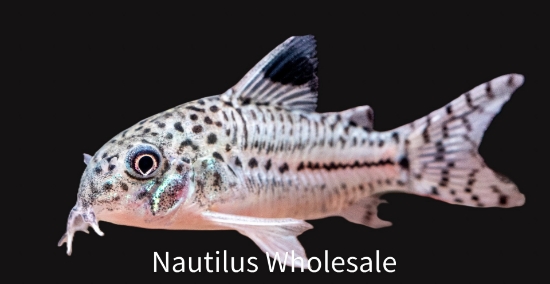 Picture of CORY: JULII SM (TANK RAISED)