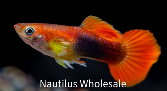 Picture of GUPPY: RED TUX ALL MALE