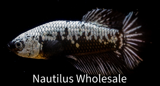 Picture of BETTA: HALFMOON PLAKAT BLACK SAMURAI *ON SPECIAL*