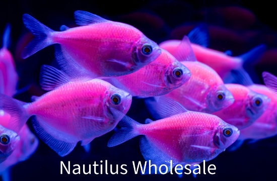 Picture of GLOFISH® TETRA MOONRISE PINK® 