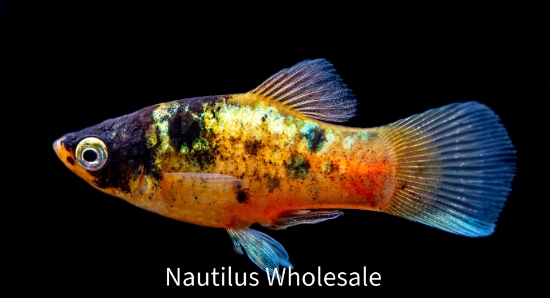 Picture of PLATY: BUMBLE BEE 