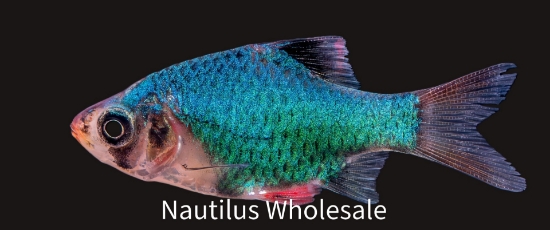 Picture of BARB: TIGER GREEN REG (IMPORT)