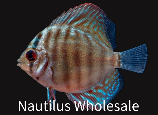 Picture of DISCUS: RED TURQUOISE 1.5"