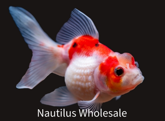 Picture of GOLDFISH: PEARLSCALE 4.5"