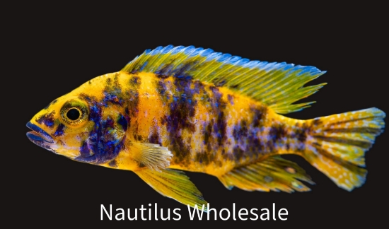 Picture of AFRICAN: HAP TEQUILA SUNRISE OB MD MALE