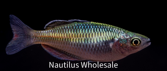 Picture of RAINBOW: BOSEMANI 2" (IMPORT)