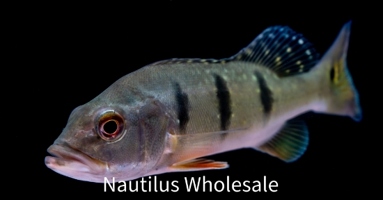 Picture of CICHLID: PEACOCK BASS 4-6" (NO OK ,MS)