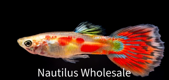 Picture of GUPPY: PIGEON BLOOD MALE