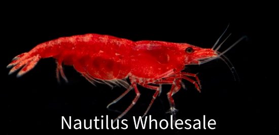 Picture of SHRIMP: RED FIRE (CARIDINA)