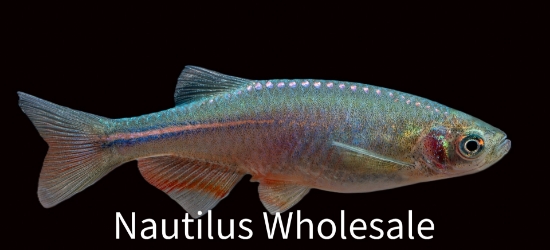 Picture of DANIO: PEARL