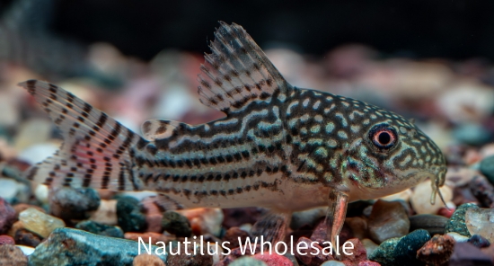 Picture of CORY: STERBAI T.R.