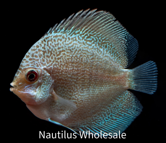 Picture of DISCUS: SNAKESKIN 2-2.5"