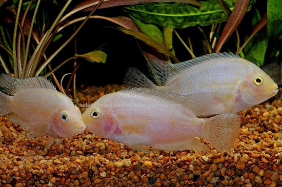 Picture of CICHLID: CONVICT PINK MD *ON SPECIAL*