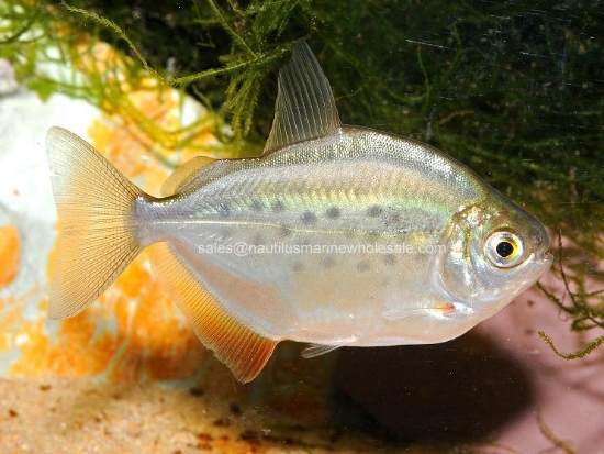 Picture of TETRA: SILVER $ MD *ON SPECIAL*