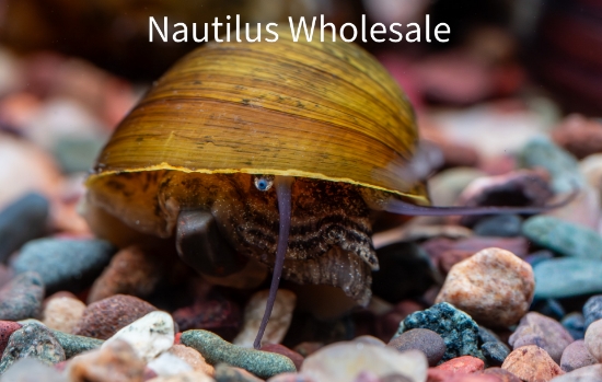 Picture of SNAIL: NERITE BLACK RACER