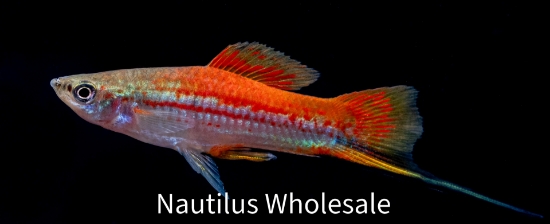 Picture of SWORD: NEON (IMPORT)