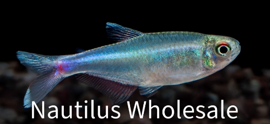 Picture of TETRA: BLUE PERU