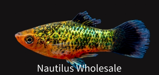 Picture of PLATY: GREEN WAG NEON CALICO 