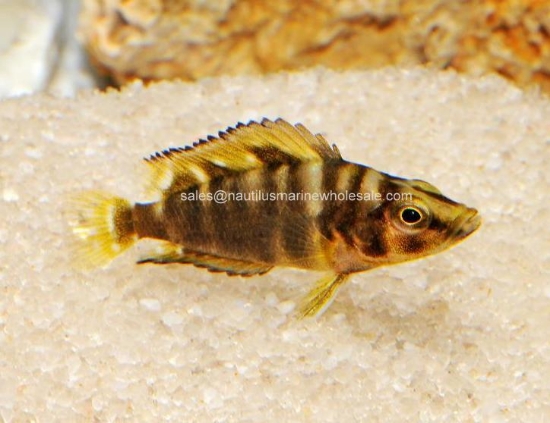 Picture of TANGAN: ALTO. COMPRESSICEPS GOLD HEAD SM *ON SPECIAL*