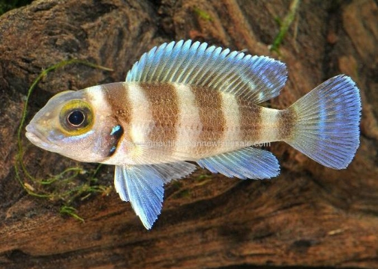 Picture of TANGAN: L. TRETOCEPHALUS SM *ON SPECIAL*