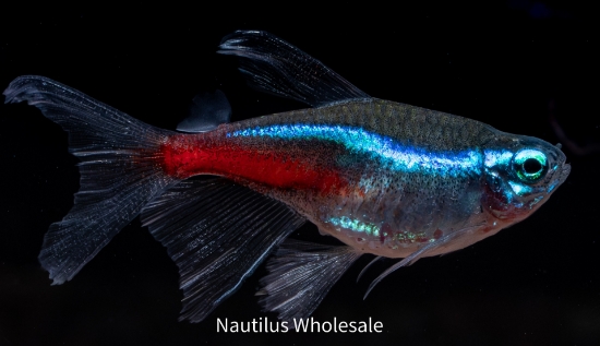 Picture of TETRA: NEON LF (FL) *ON SPECIAL*