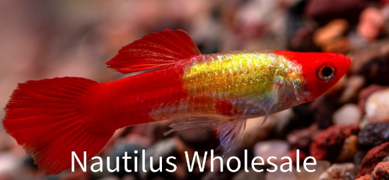 Picture of GUPPY: RED PANDA MALE  *ON SPECIAL*