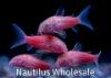 Picture of GLOFISH® CORY MOONRISE PINK® (NO HI)