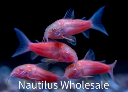 Nautilus Wholesale. Freshwater Fish