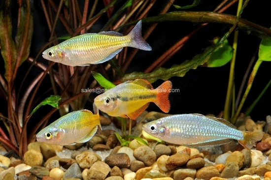 Picture of RAINBOW: ASST MALE MED *ON SPECIAL*