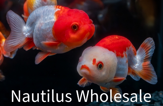 Picture of GOLDFISH: RED/WHITE RANCHU 10-11cm *ON SPECIAL*