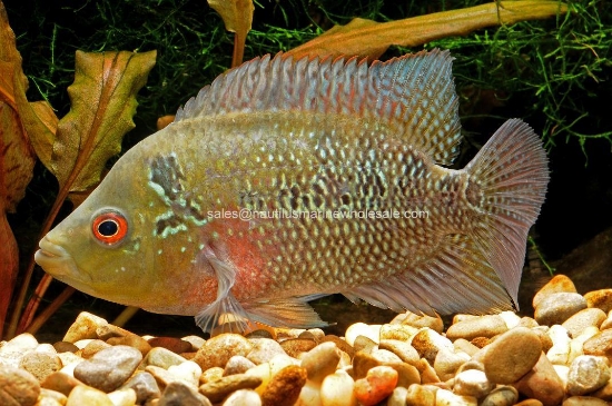Picture of CICHLID: TRIMACULATUM 3" *ON SPECIAL*